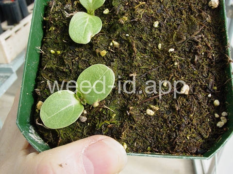 milkthistle, blessed